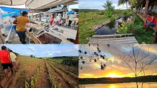 Dia de vender na feira livre // visitando uma psicutura e uma grande plantação de abacaxi