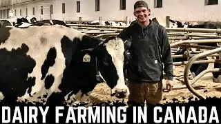 A Day On A Saskatchewan Dairy!