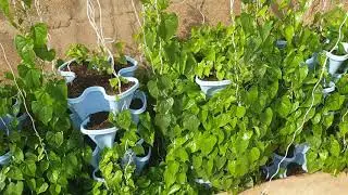 Yam vertical system