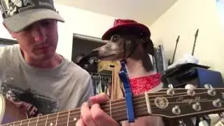 Foxy Roxy the Italian Greyhound- Iggies in Low Places