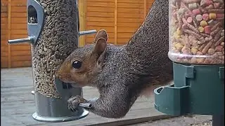 Up close with the squirrel raiding the garden bird feeder, so cute 🥰 #squirrels #squirrelvideos