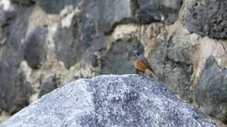 Eastern Black Redstart