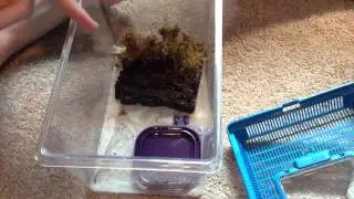 (HerpingBudds) Salamander Care