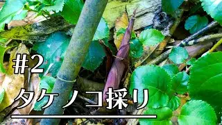 【産地歩き】2018年6月 幻の赤タケノコ採り