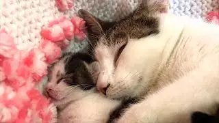 KEDİ KISIRLAŞTIRMAK DOĞRU MU? ANNE KEDİYİ KISIRLAŞTIRMALI MIYIM? KEDİ VİDEOLARI
