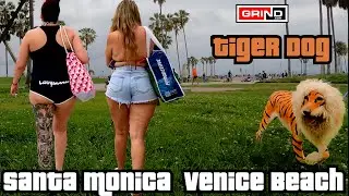 Come Explore Venice Beach Boardwalk To Santa Monica Pier In 4K With Us On 6-4-23 TIGER DOG DAY.