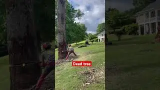 Dropping big dead poplar tree