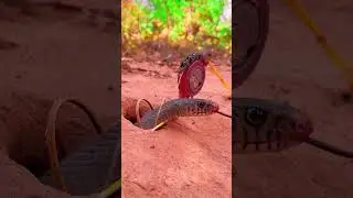 New DIY Snake Trap using Bicycle chain & deep hole  #animaltrap #wildlife #snake #snaketrapvideo