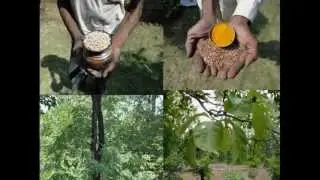 Medicinal Rice P5L Formulations for Foeniculum Excess: Pankaj Oudhia's Medicinal Plant Database