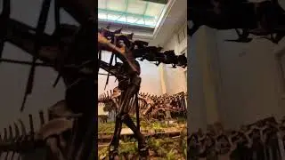 Diplodocus carnegii (popularly called 