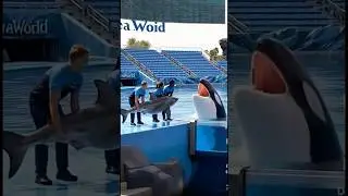Orca vs. Shark Showdown at SeaWorld! Unbelievable Moment!#OrcaVsShark #SeaWorld #WildlifeShow