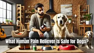 What Human Pain Reliever Is Safe for Dogs?