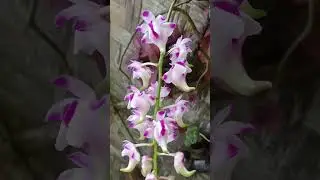 Aerides lawrenceae #shorts #orchid #trending