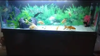 4 feet tank with cabinet