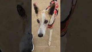 Dogs feel good after wearing jacket | #dog #rescue  #animals  #fyp  #fypシ #shorts