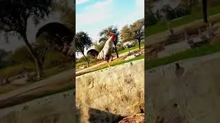 Cock crowing #short #shorts #rooster #viralvideo