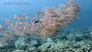 Yellow Stripe Goatfish - Big Island Shore Dive