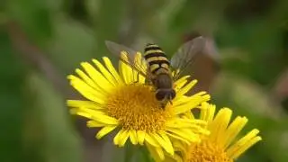 syphus  ribesii  female