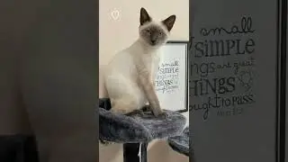Who Loves Siamese Cats? 🐱 Celebs Revealed!