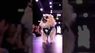 Dog #dog #funny #cute #dogs #shortvideo #shorts  #pets #puppy #cutedog #love #petlover