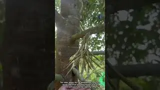 What Stages Does a Durian Go Through Before Maturity?