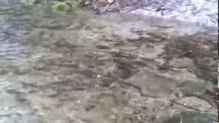 Salmon Lk Whatcom Nov 2013