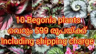 10 Rex begonia plants വെറും 599 രൂപയ്ക്ക്&zwnj;  including shipping charge # pls msg in6235079628 
