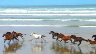 Horses Running on Beach HD