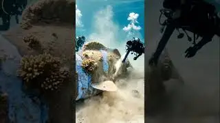 Scuba divers power wash a massive fish 🧼 #scuba #fish #short
