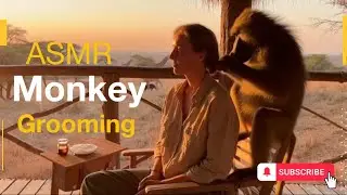 ASMR monkey grooming human: lots of lip smacking 