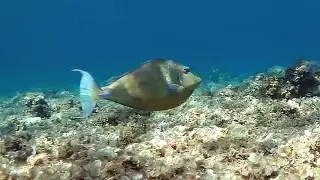 Bluespine unicornfish, Синешипая рыба-носорог