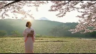 Your Video Title Cherry Blossoms and Quiet Reflection at Dawn