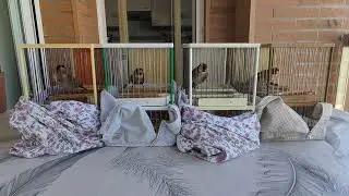 Novellita la rara , primera pegada