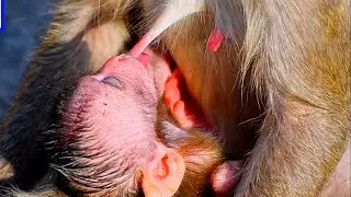 Super cute moments 2026 of the baby monkey with mommy, Adorable Wildlife