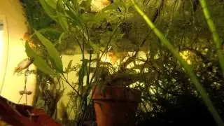 Gopro in Fishtank