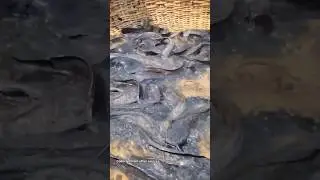 huge catfish catching video.#fish #fishing #villagepond #fishfarming #catfish #viral #shorts
