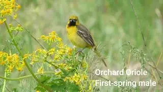 Orchard Oriole - Immature