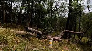 Beacon View Lookout part 2   McCauleys Lane access     Bellthorpe NP