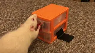 My sweet pet rat Spice doing her drawer fetch trick!
