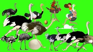 animal stampede - 10 | ostrich stampede green screen | ostrich run | struthionidae version