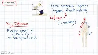 How Reflexes Work
