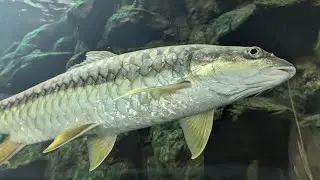 Golden mahseer (Tor putitora) at Poema del Mar Aquarium