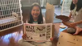 BinkyBunny's Maze Haven for Rabbits Unboxing and Review - Honest Review - Gemelle Channel