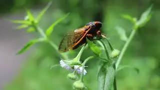 Sounds of cicada - Sound Effect  (2)