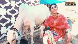 Meet Amna Nasir: Karachi Girl Breaking Stereotypes in Sacrificial Animal Care | Eid ul Adha 2025