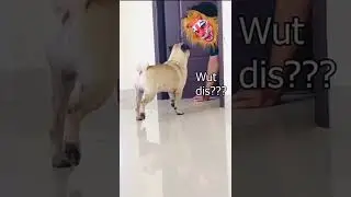 Fearless Pug😱😱