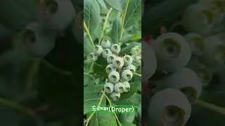 드래퍼(Draper)