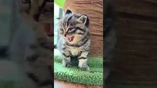 Animal Sound Tiger Cub, Small Elephant, Cat, And Goat #cat #shorts #shortsfeed #ytshorts #things