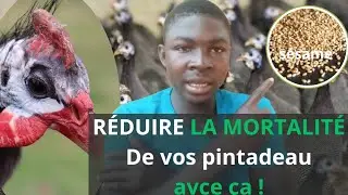 4 Secrets pour r&eacute;duire  mortalit&eacute; des pintadeau au d&eacute;marrage /investir au pays 