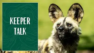 African Wild Dog Keeper Talk at Taronga Western Plains Zoo
